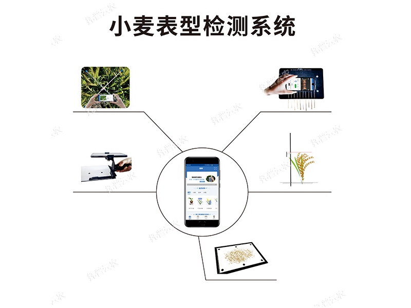 小麥表型檢測(cè)系統(tǒng)TPM-BX-1